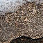 Baumpilz im Schnee! - Un champignon sur un vieux tronc en hiver... 
