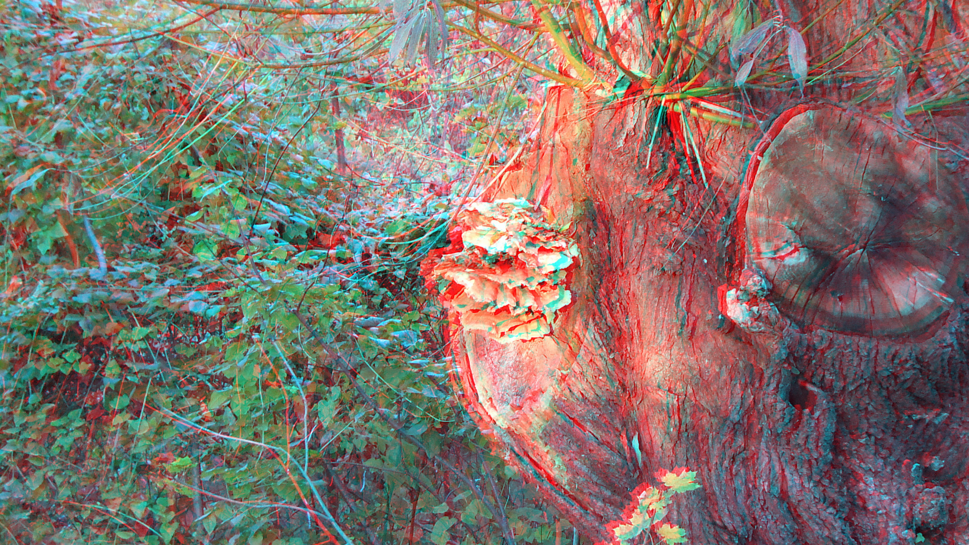 Baumpilz in 3D Anaglyph