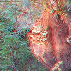 Baumpilz in 3D Anaglyph