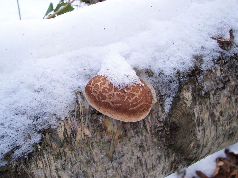 Baumpilz in der Nähe der Talsperre Pöhl