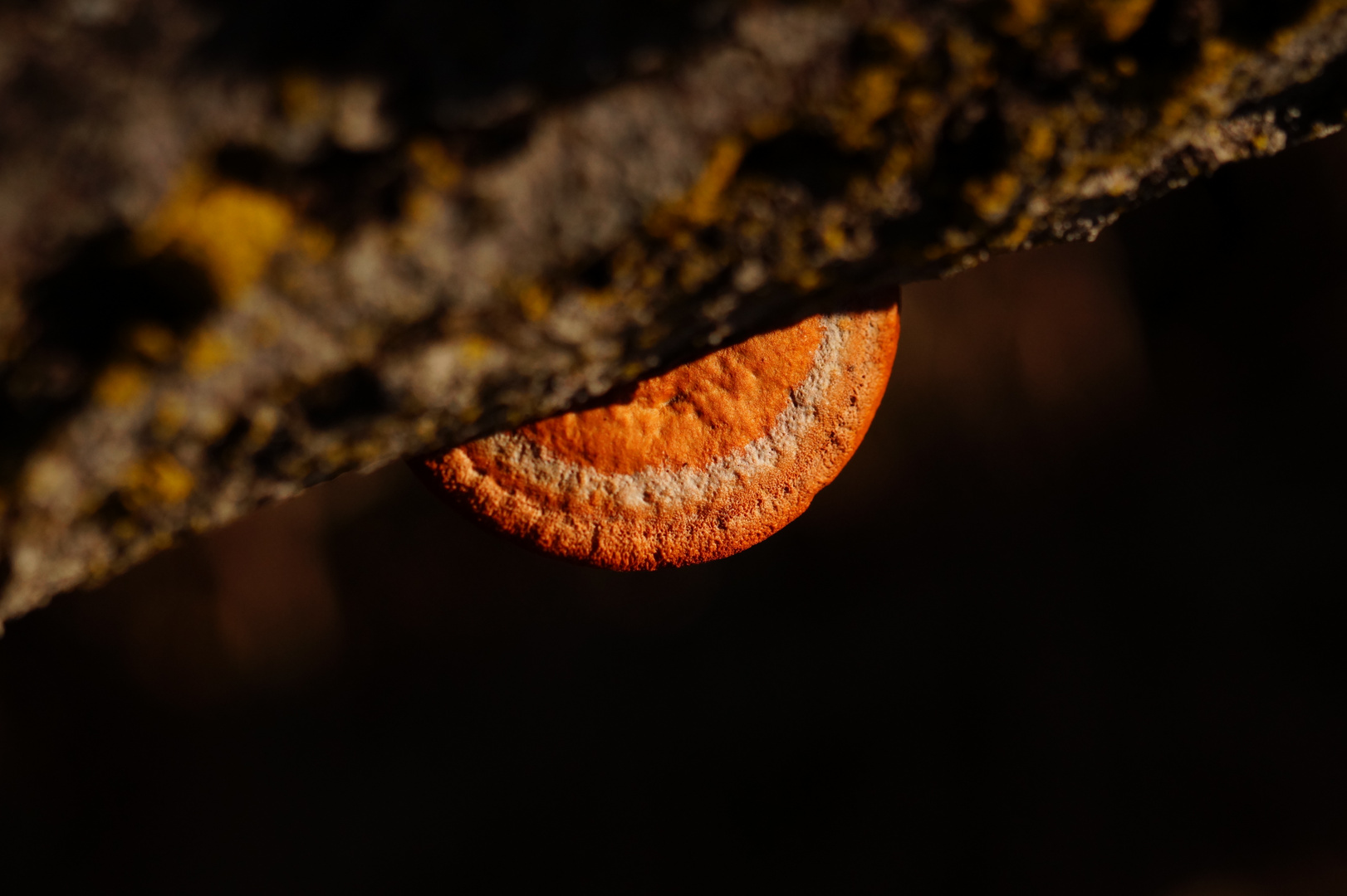 Baumpilz in orange