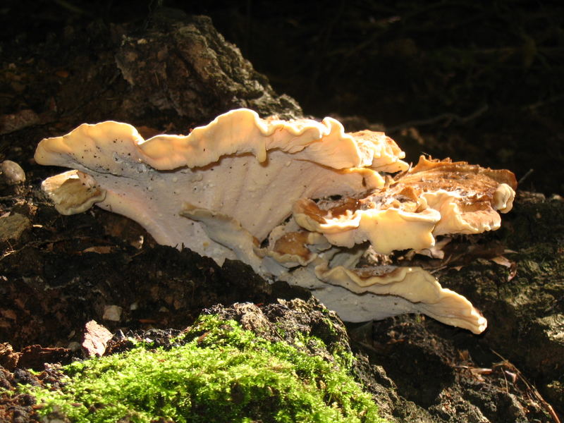 Baumpilz meripilus giganteus