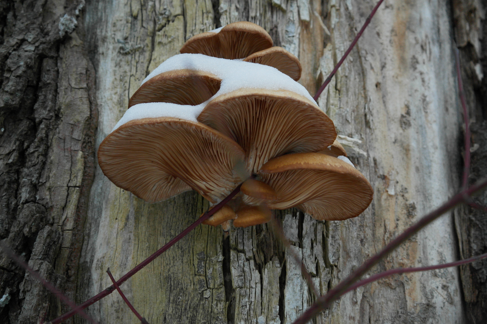 Baumpilz mit Schneehaube