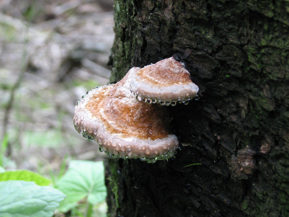 baumpilz nach dem regen