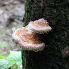 baumpilz nach dem regen