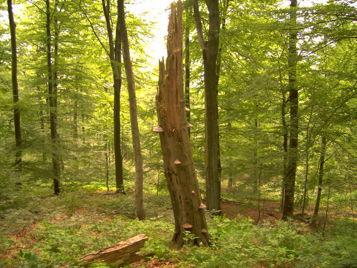 Baumpilz oder Pilzbaum