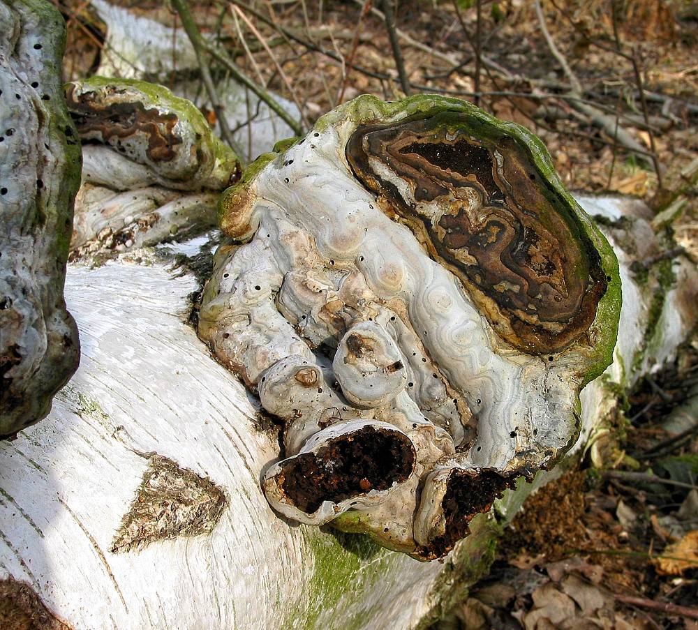 Baumpilze auf Birke