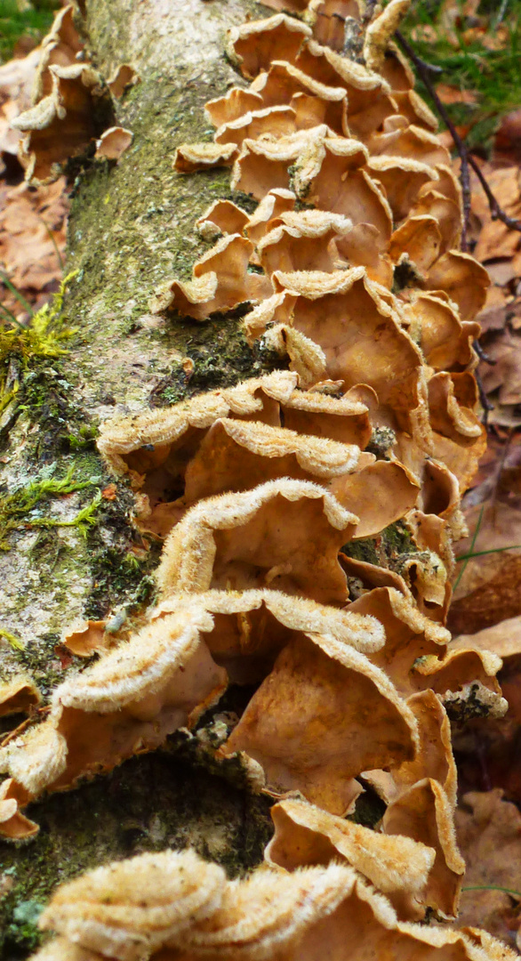 Baumpilze auf einem Baum angesiedelt