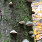 Baumpilze im Herbst