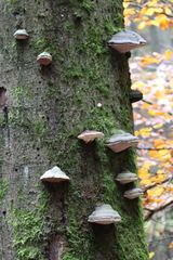 Baumpilze im Herbst