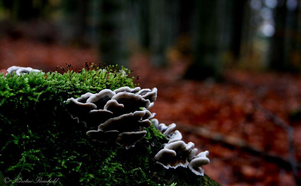 Baumpilze im Herbst mit Moos