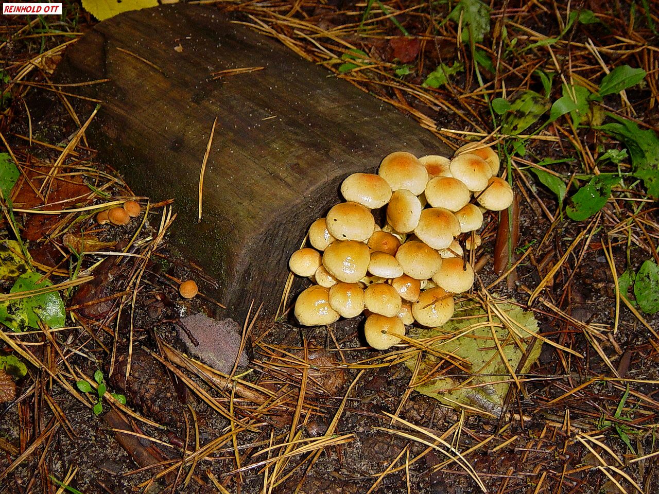 Baumpilze im herbstlichen Wald.