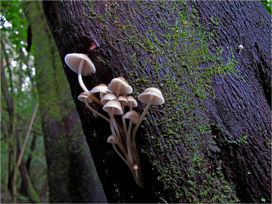 Baumpilze im Lorbeerwald