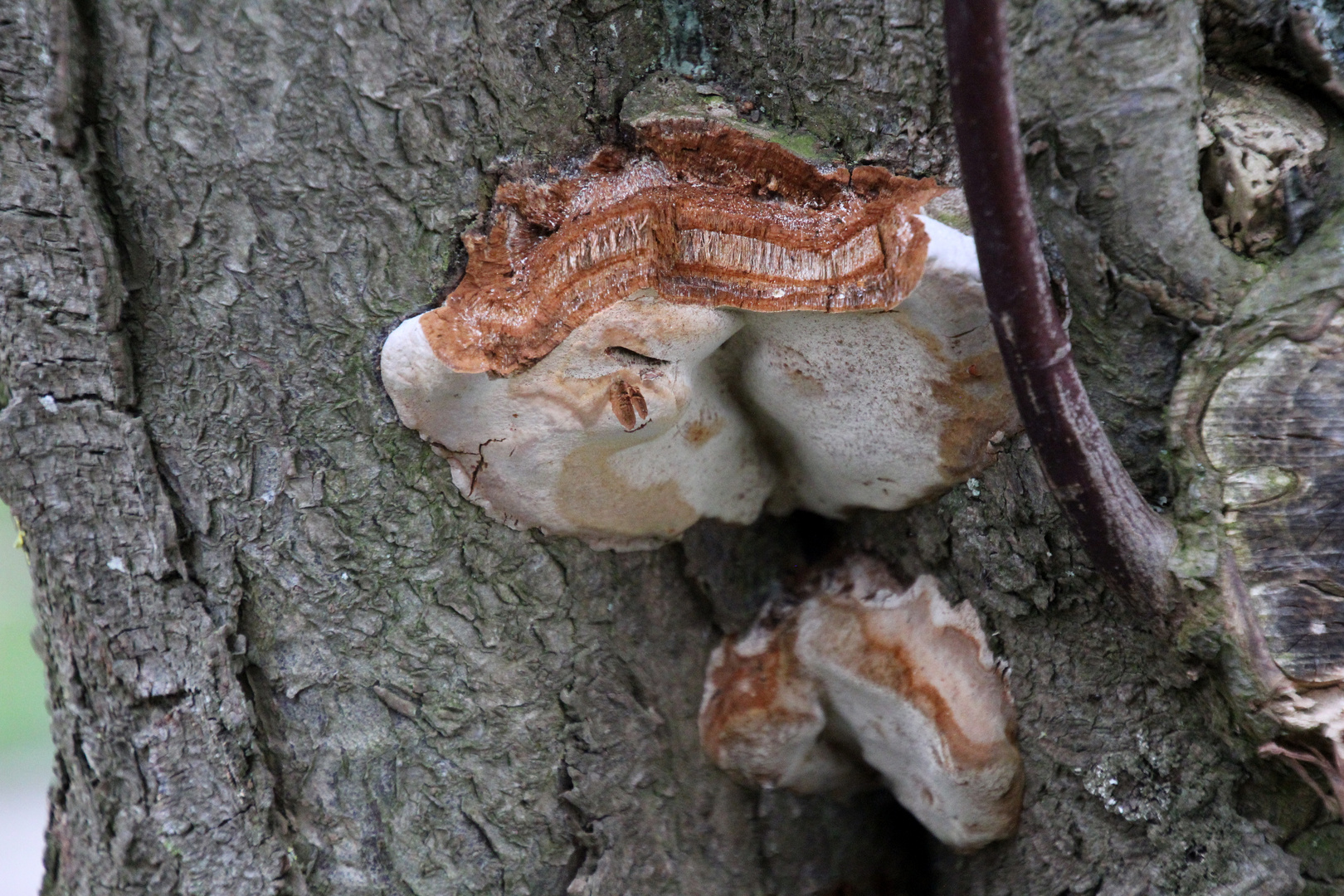 Baumpilze im Park ...