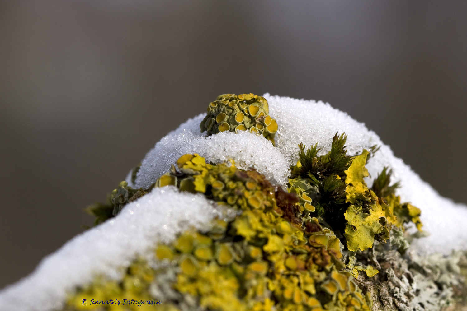 Baumpilze im Schnee