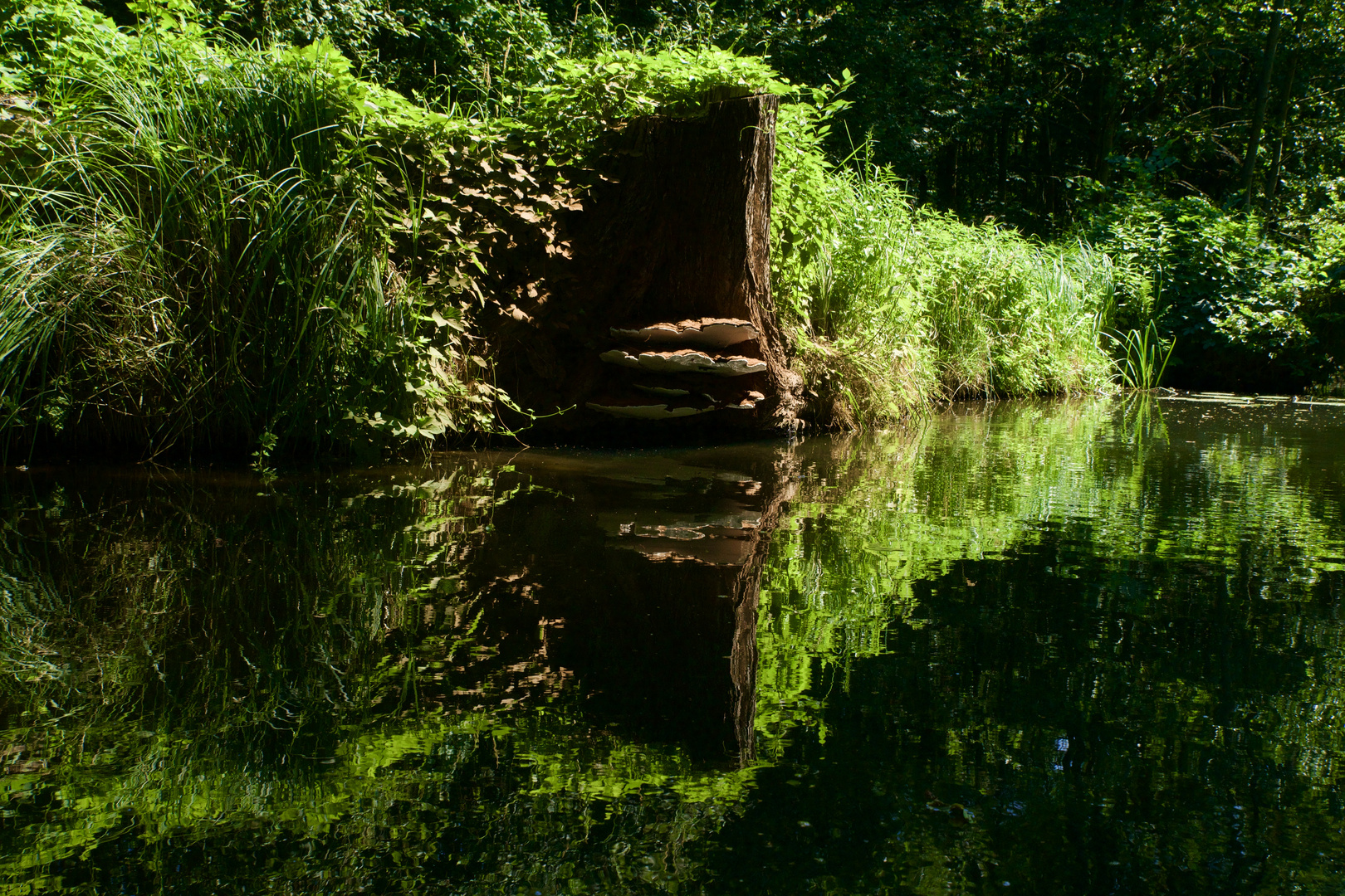 Baumpilze im Spreewald