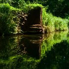 Baumpilze im Spreewald