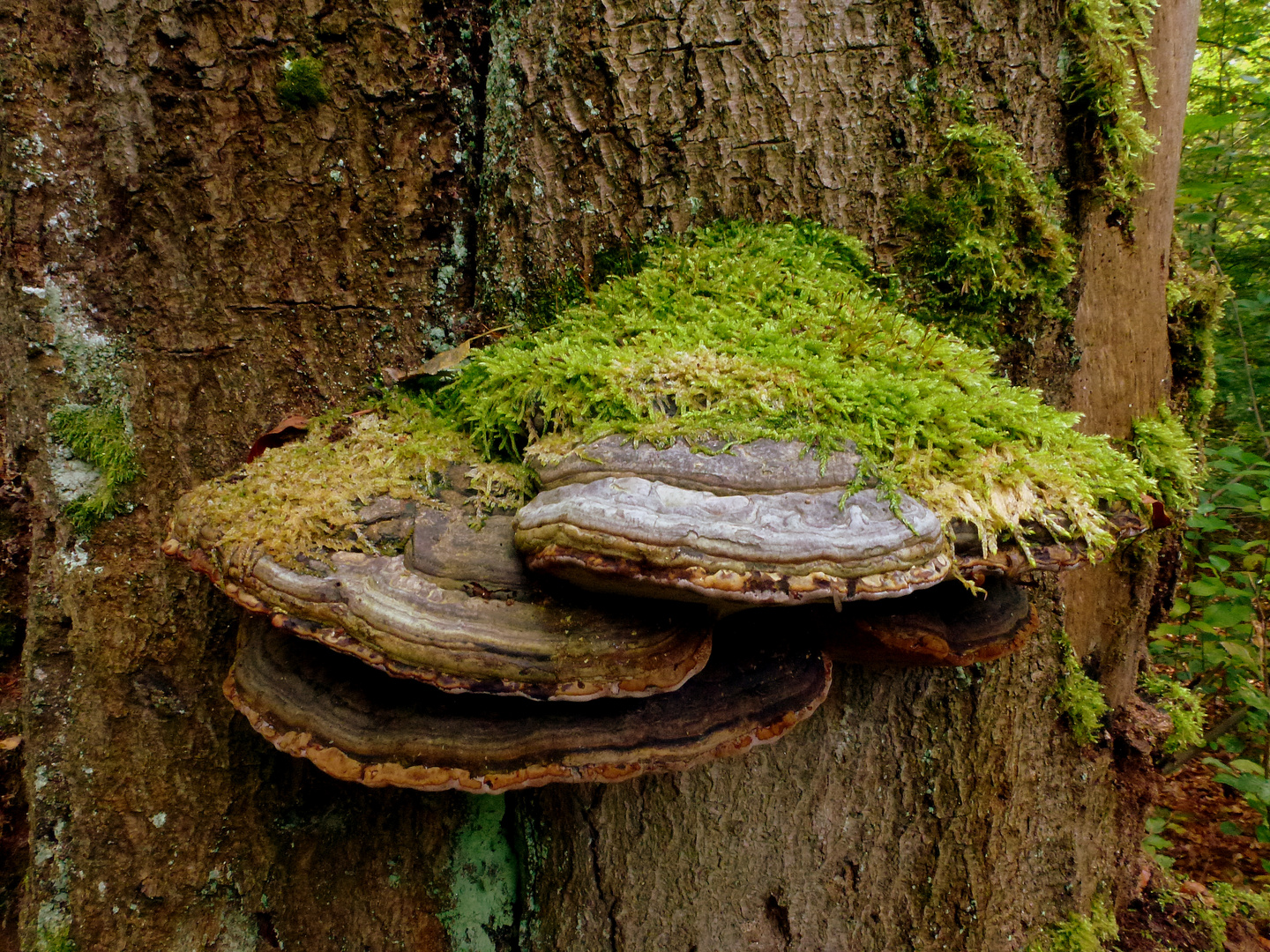 -Baumpilze im Urwald (6)