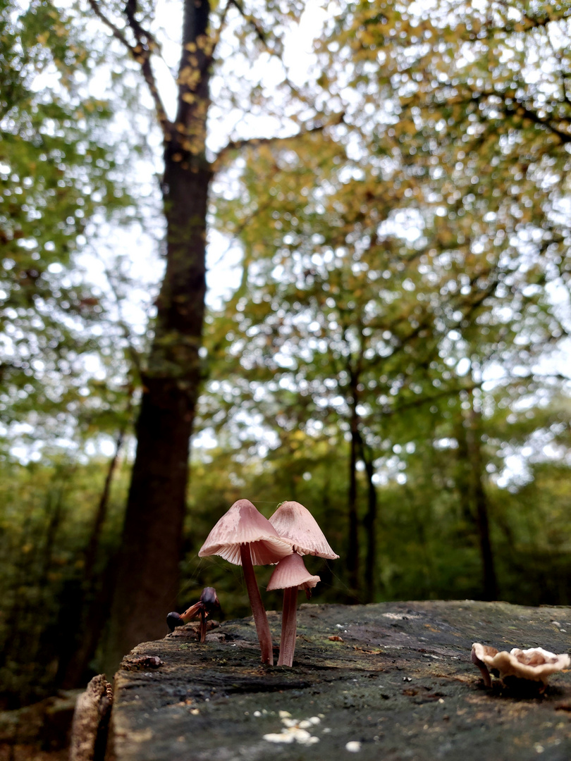 Baumpilze im Wald in Hamm (Westfalen)