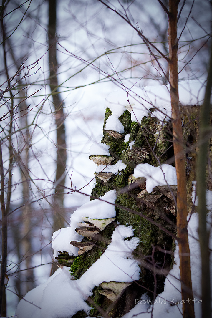 Baumpilze im Winter