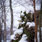 Baumpilze im Winter