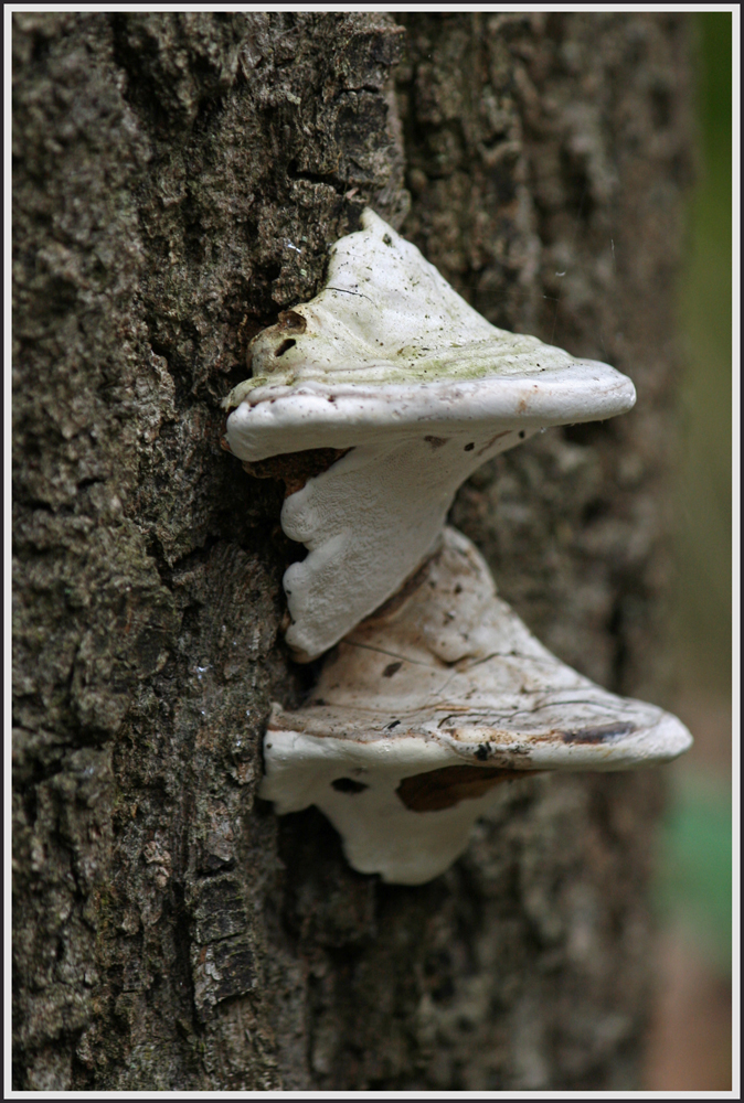 Baumpilze in trauter Zweisamkeit