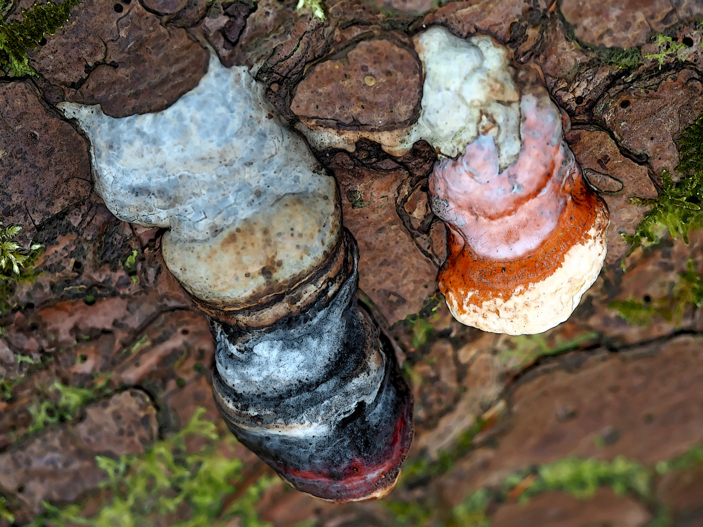 Baumpilze schmücken einen alten Baumstamm. - De beaux champignons décorent ce vieux tronc...