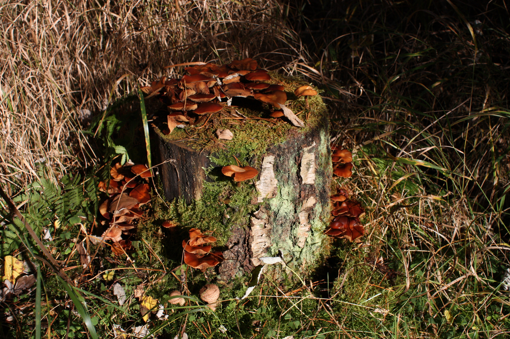 Baumpilzsippe im Sonnenlicht