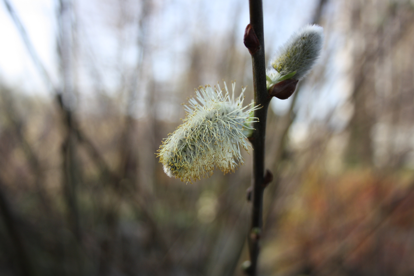 Baum_Planten un Blomen