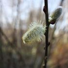 Baum_Planten un Blomen