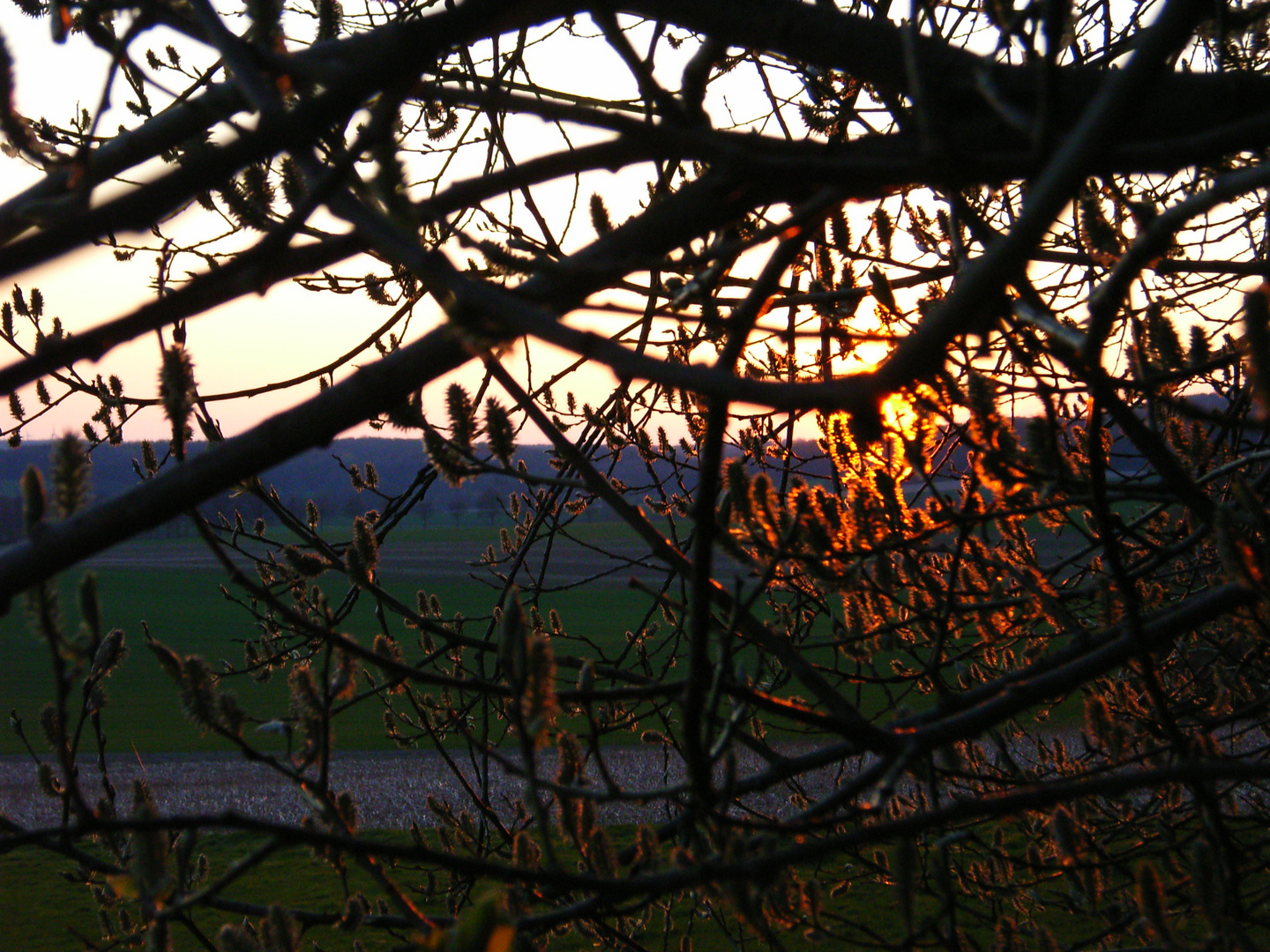 Baumpollen im Sonnenlicht