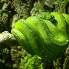 Baumpython aus dem Tierpark Hellabrunn