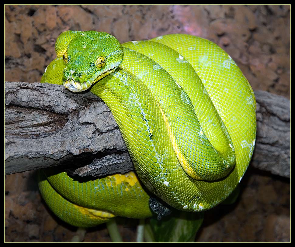 Baumpython im Darmstädter Vivarium