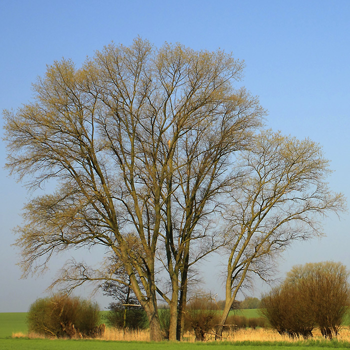 BaumQuadrat