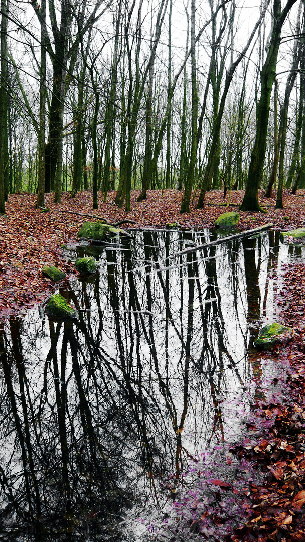 Baumreflektionen