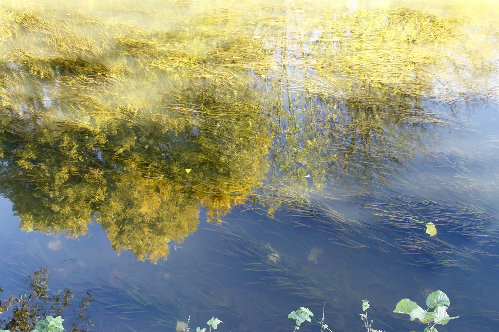 Baumreflektionen in der Erft