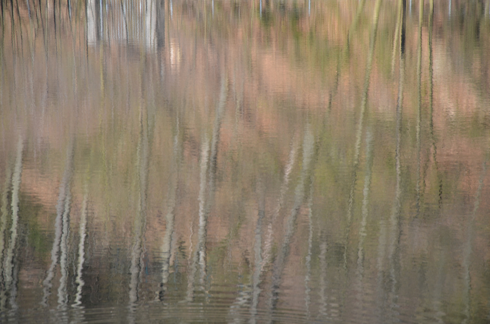 Baumreflexionen im Wasser