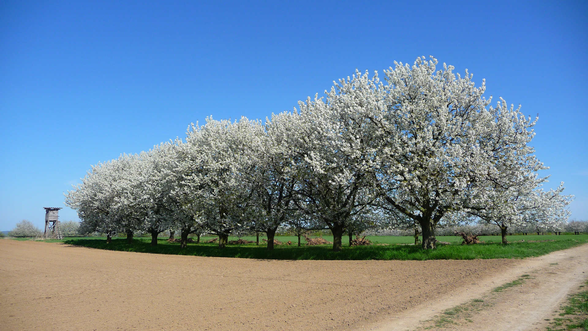 baumreihe