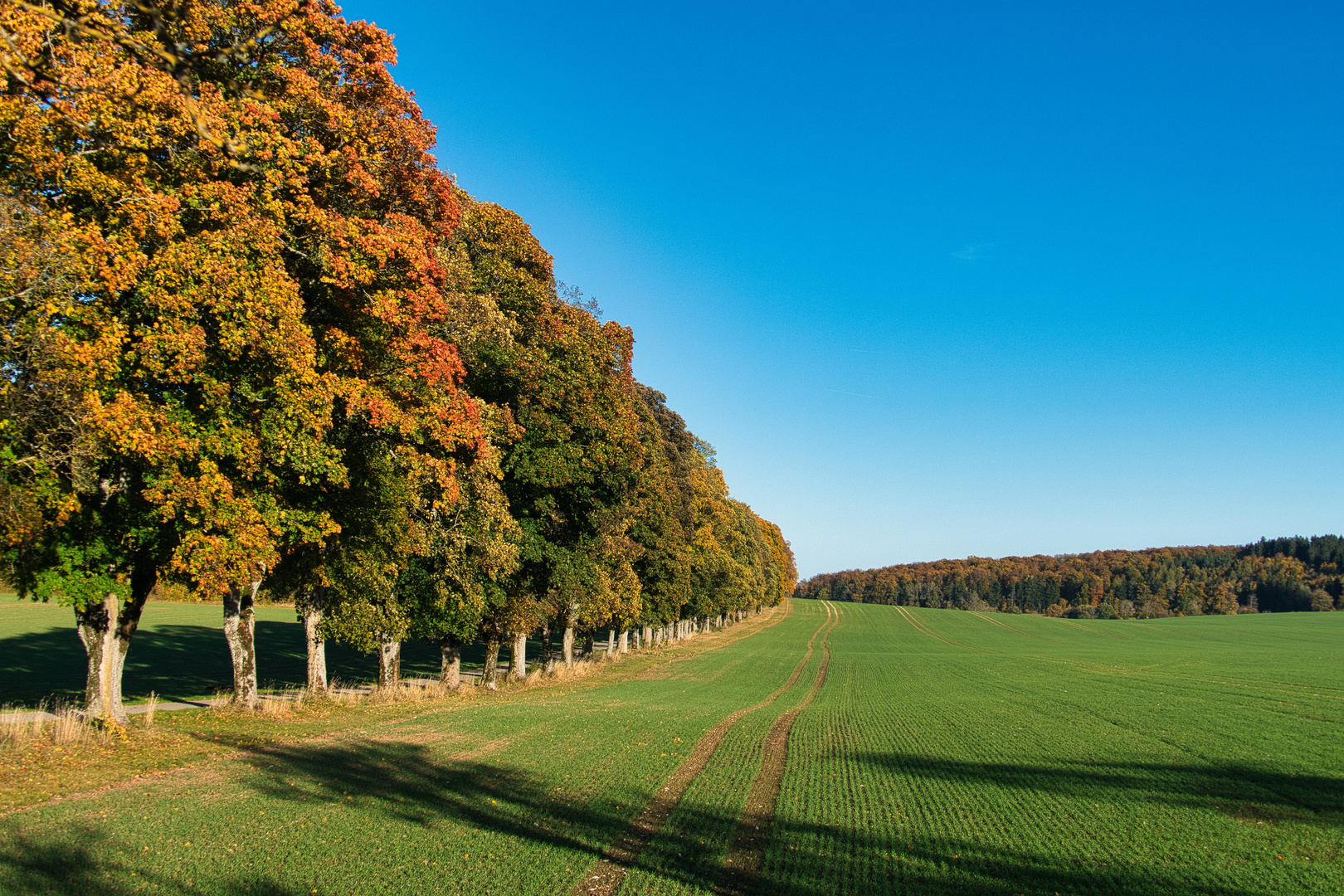 Baumreihe