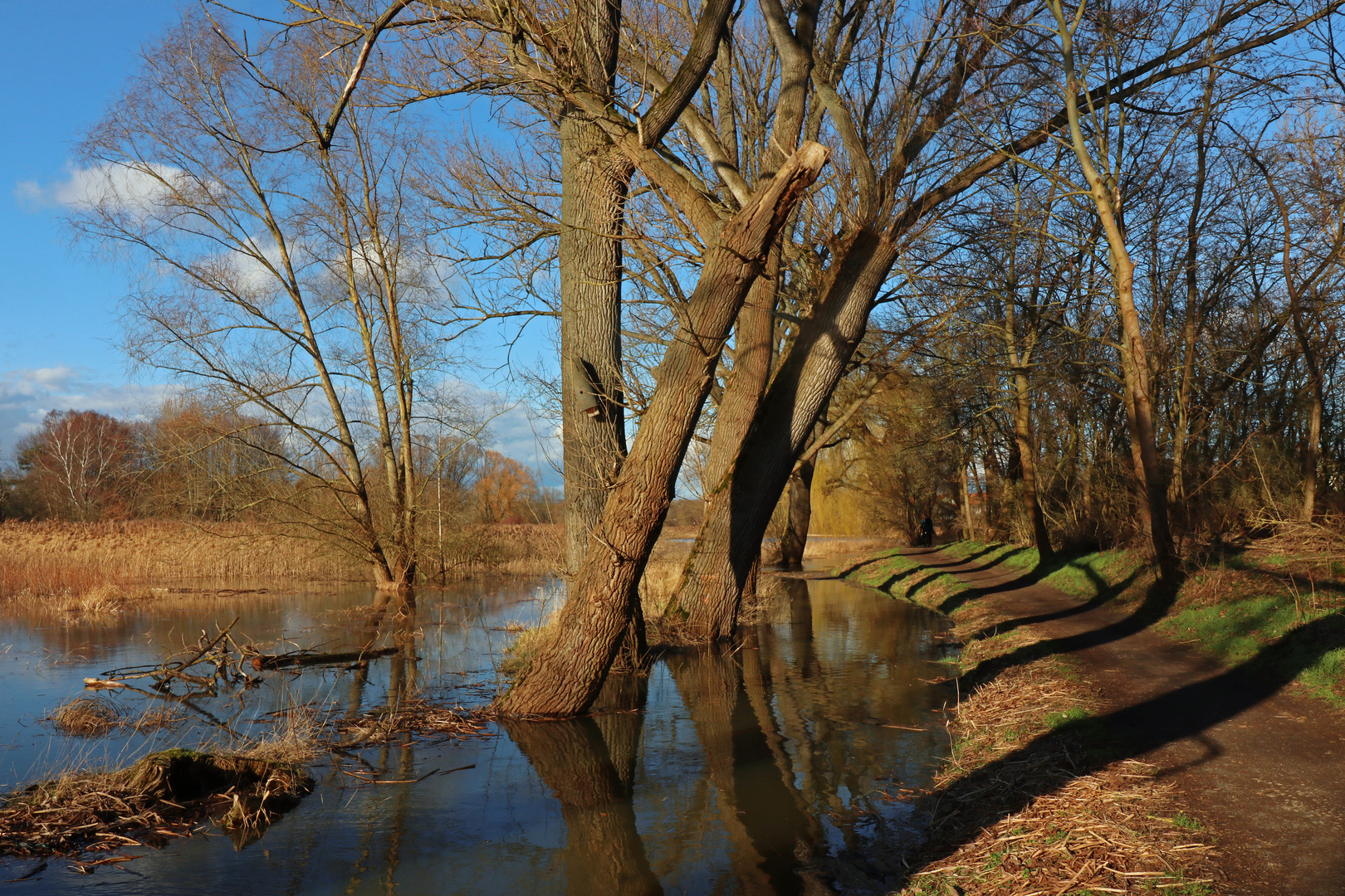 Baumreihe am Bach