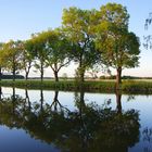 Baumreihe am Göta-Kanal