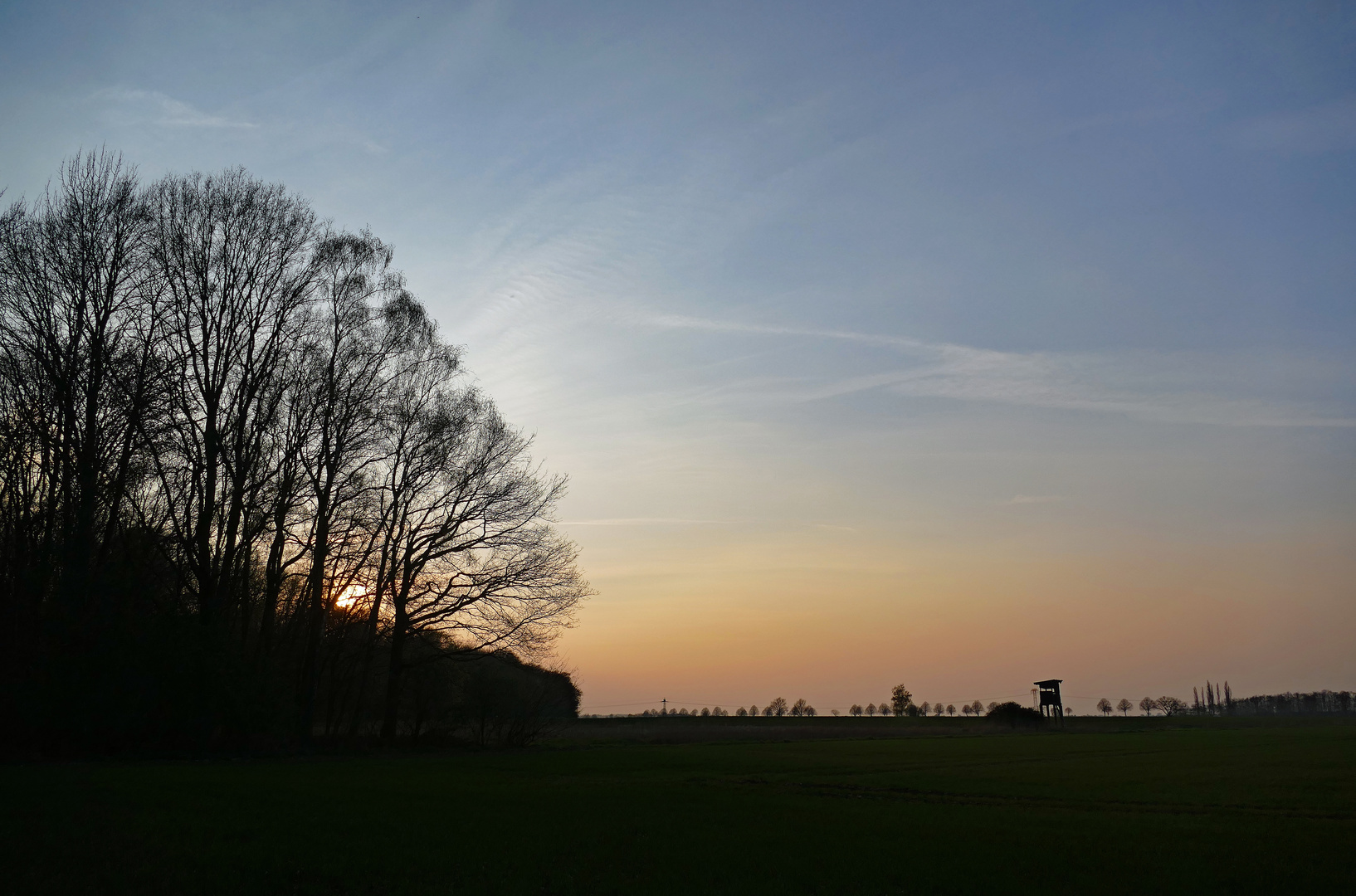 Baumreihe am Horizont