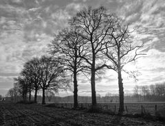 Baumreihe am Niederrhein