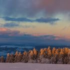 Baumreihe auf der Wasserkuppe