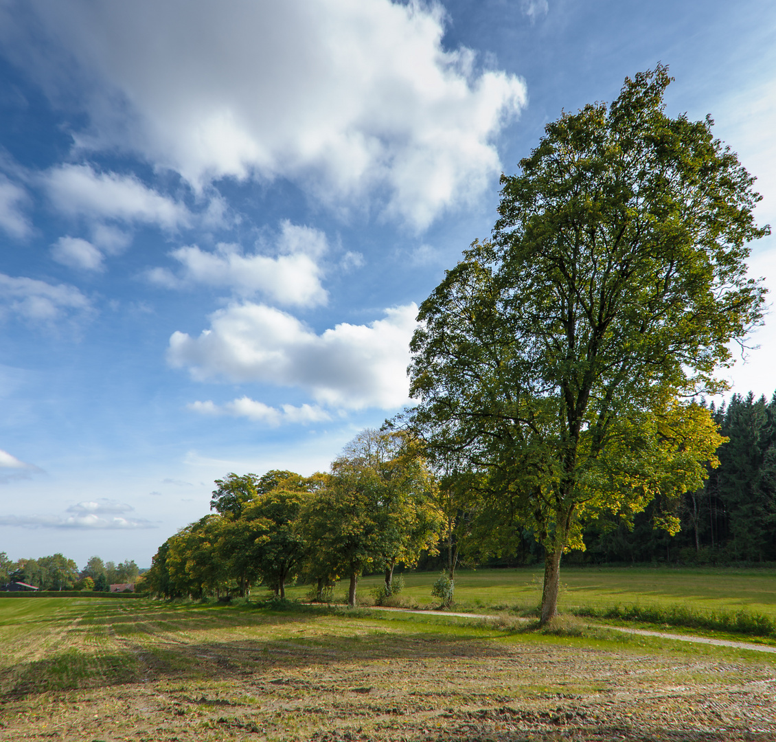 Baumreihe beim Herbstsonnenbaden