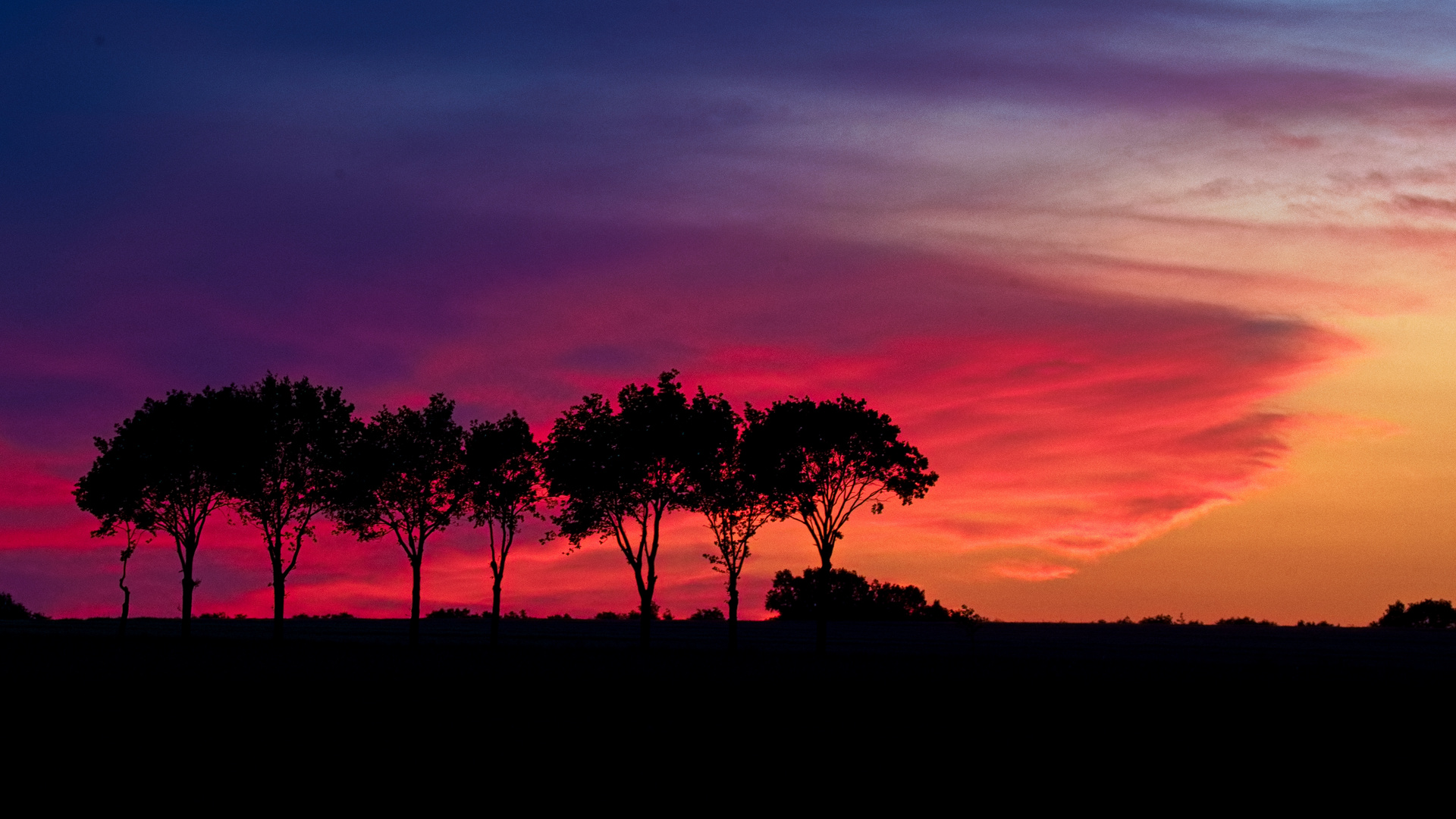 Baumreihe beim Sonnenuntergang
