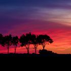 Baumreihe beim Sonnenuntergang