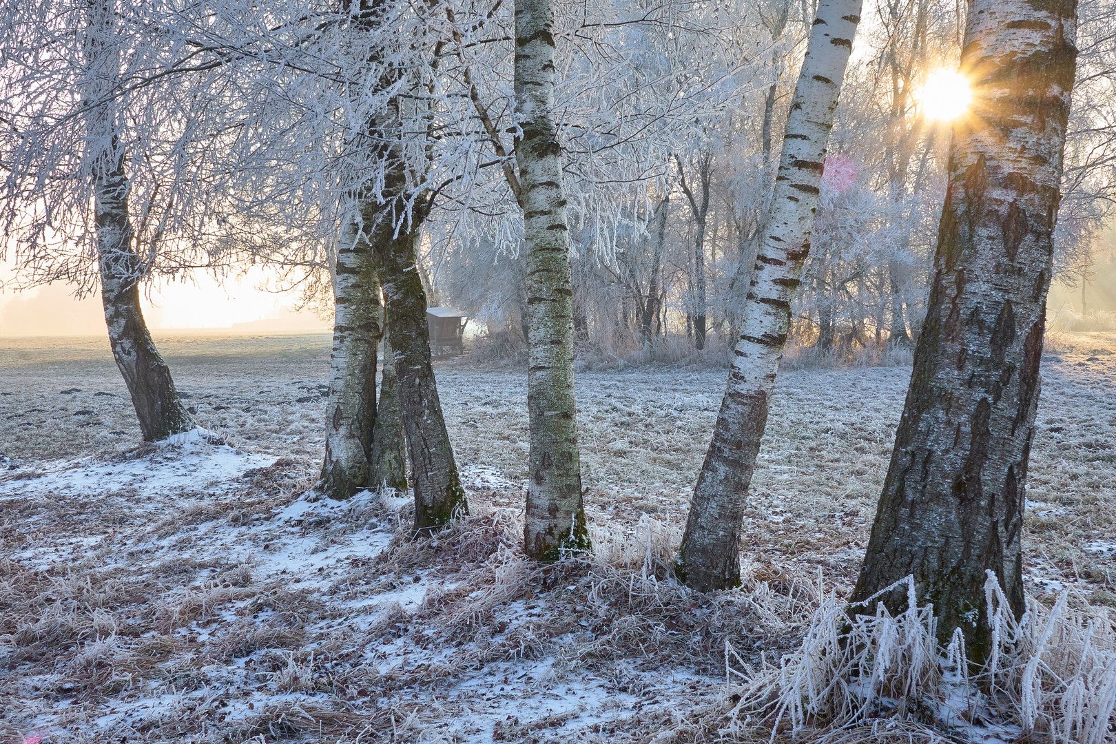 Baumreihe, dem Frost ausharrend