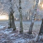 Baumreihe, dem Frost ausharrend