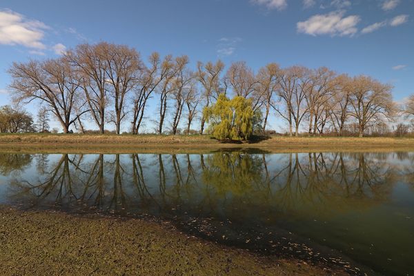 Baumreihe gespiegelt